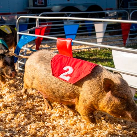 The Swifty Swine Pig Races will be part of the free fan entertainment options for the Feb. 28 – March 2 EchoPark Automotive Grand Prix NASCAR race weekend at Circuit of The Americas.